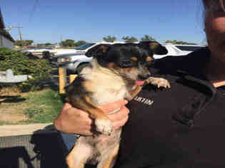 Rat-Cha Dogs for adoption in Hanford, CA, USA