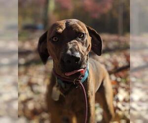 Plott Hound-Unknown Mix Dogs for adoption in Alexandria, VA, USA
