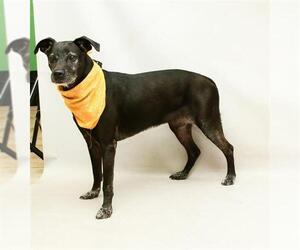 Labrador Retriever-Unknown Mix Dogs for adoption in Sanford, FL, USA