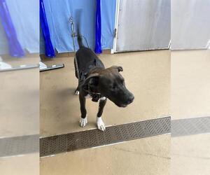 American Pit Bull Terrier Dogs for adoption in Chula Vista, CA, USA