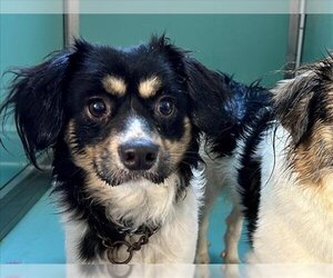 Tibetan Spaniel-Unknown Mix Dogs for adoption in Moreno Valley, CA, USA