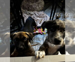 Pug-Unknown Mix Dogs for adoption in Kankakee, IL, USA