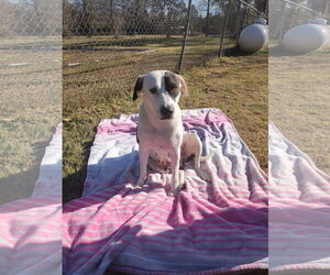 American Pit Bull Terrier-Labrador Retriever Mix Dogs for adoption in The Woodlands, TX, USA