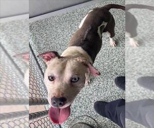 American Pit Bull Terrier-Unknown Mix Dogs for adoption in Salisbury, NC, USA