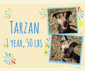 Retriever -Unknown Mix Dogs for adoption in Woodbury, NY, USA