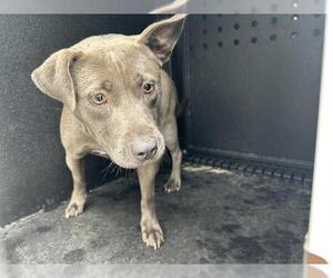 American Pit Bull Terrier Dogs for adoption in Corona, CA, USA