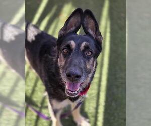 German Shepherd Dog-Unknown Mix Dogs for adoption in Las Vegas, NV, USA