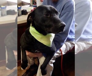 Labrador Retriever-Unknown Mix Dogs for adoption in Amarillo, TX, USA