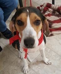 Treeing Walker Coonhound Dogs for adoption in Plainfield, IL, USA