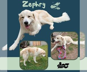 Great Pyrenees-Unknown Mix Dogs for adoption in Lindsay, CA, USA