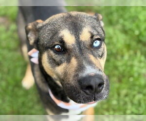 Siberian Husky Dogs for adoption in Tulsa, OK, USA