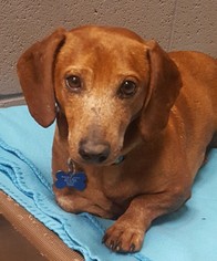 Dachshund Dogs for adoption in Weatherford, OK, USA