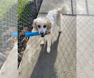 Rat Terrier-Spaniel Mix Dogs for adoption in Gloversville, NY, USA