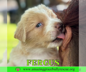 Chow Chow-Labrador Retriever Mix Dogs for adoption in Pensacola, FL, USA