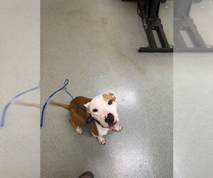 Labrador Retriever-Staffordshire Bull Terrier Mix Dogs for adoption in Lee's Summit, MO, USA