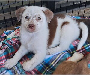 Border Collie-Unknown Mix Dogs for adoption in House Springs, MO, USA