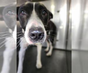 Mutt Dogs for adoption in San Antonio, TX, USA