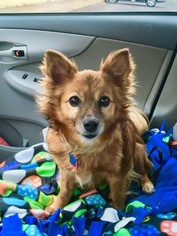 Chiranian Dogs for adoption in Minneapolis, MN, USA