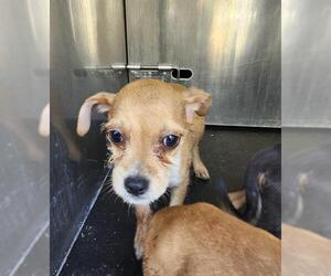 Mutt Dogs for adoption in San Antonio, TX, USA