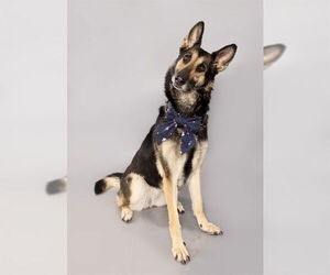 German Shepherd Dog Dogs for adoption in Ogden, UT, USA