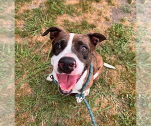 American Staffordshire Terrier-Unknown Mix Dogs for adoption in Rowlett, TX, USA