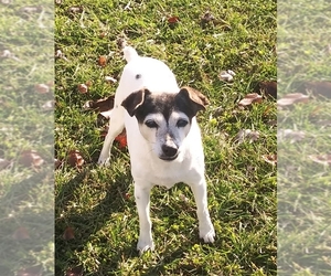 Jack Russell Terrier-Unknown Mix Dogs for adoption in Canal Winchester, OH, USA