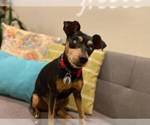 Miniature Pinscher Dogs for adoption in  Ramona, CA, USA