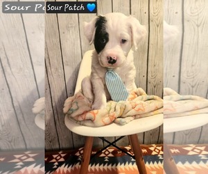 Mutt Dogs for adoption in Clinton , MI, USA