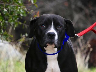 American Pit Bull Terrier-Unknown Mix Dogs for adoption in Grass Valley, CA, USA