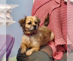 Cheeks Dogs for adoption in Middlesex, VT, USA