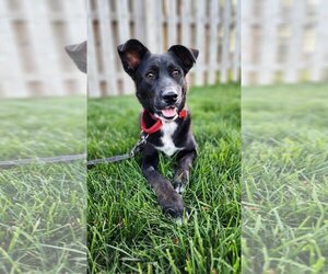 Shepradors Dogs for adoption in Gretna, NE, USA