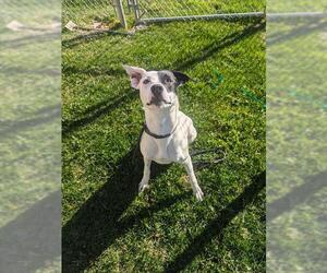 Medium Photo #1 Labrador Retriever-Staffordshire Bull Terrier Mix Puppy For Sale in Ogden, UT, USA
