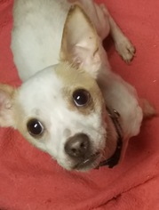 Jack Chi Dogs for adoption in Kenosha, WI, USA