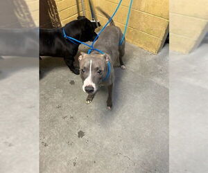 Mutt Dogs for adoption in Stockton, CA, USA