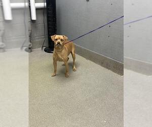 Chihuahua-Unknown Mix Dogs for adoption in Las Vegas, NV, USA