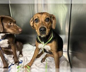 Beagle-Unknown Mix Dogs for adoption in Grand Prairie, TX, USA