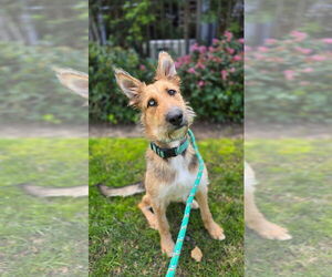 Briard-Unknown Mix Dogs for adoption in Newport Beach, CA, USA