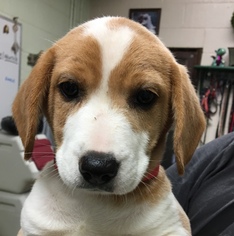 Beagle Dogs for adoption in Calverton, NY, USA