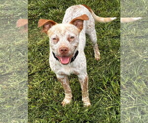 Mutt Dogs for adoption in Garden City, NY, USA