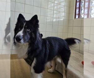 Aussie Siberian Dogs for adoption in Derwood, MD, USA