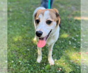 Mutt Dogs for adoption in Yardley, PA, USA