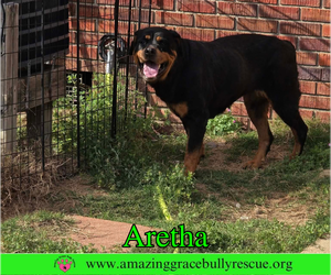 Rottweiler Dogs for adoption in Milton, FL, USA