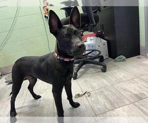 American Staffordshire Terrier-Unknown Mix Dogs for adoption in Grand Prairie, TX, USA