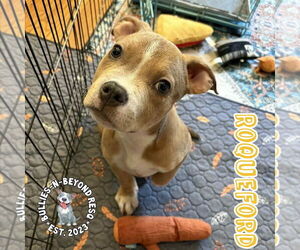 Staffordshire Bull Terrier-Unknown Mix Dogs for adoption in Omaha, NE, USA