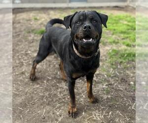 Rottweiler Dogs for adoption in Modesto, CA, USA