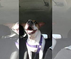 Bulldog-Pointer Mix Dogs for adoption in PORT RICHEY, FL, USA
