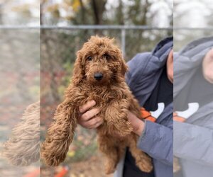 Miniature Bernedoodle Dogs for adoption in Stroudsburg, PA, USA