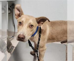 Ibizan Hound-Unknown Mix Dogs for adoption in Bakersfield, CA, USA