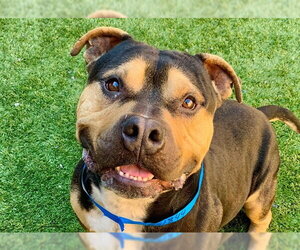 Mutt Dogs for adoption in Moreno Valley, CA, USA