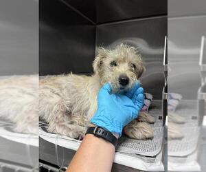 Mutt Dogs for adoption in San Antonio, TX, USA